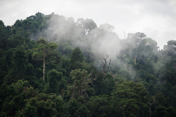 The Trees with fog after raining on the hill in tropical rain forest of Hala Bala wildlife...