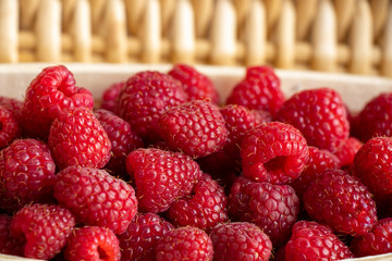 Harvest of ripe red raspberries, collected in the basket