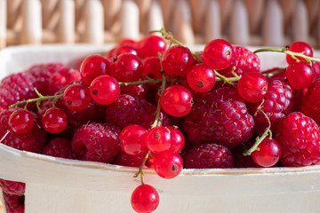 Harvest of ripe red raspberries and red currants, collected in the basket