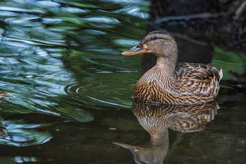 Close-up portrait of a duck in water.