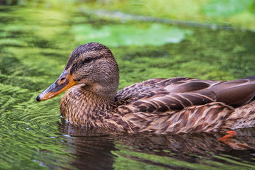 Close-up portrait of a duck in water.