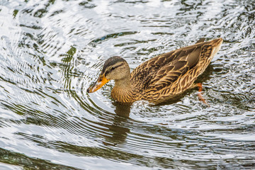 Close-up portrait of a duck in water.