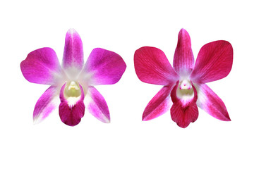 beautiful purple and red dendrobium orchid flowers isolated on white  background with clipping path