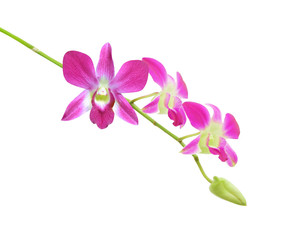 orchid flower on white background with clipping path