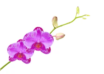 Fotobehang Orchidee orchideebloem op witte achtergrond met uitknippad