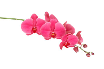 Beautiful orchid isolated on white background with clipping path