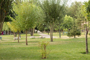 trees in the park