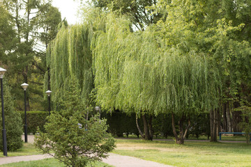 trees in the park