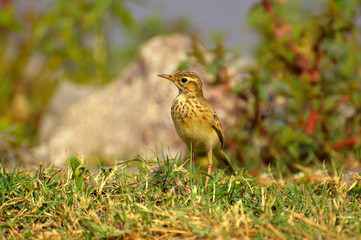 Paddyfield pipit or Oriental pipit, Anthus rufulus, standing on grass ground, Pune, Maharashtra, India