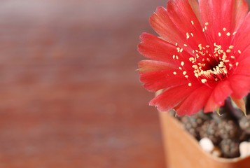 Part of red cactus on blur wooden background.