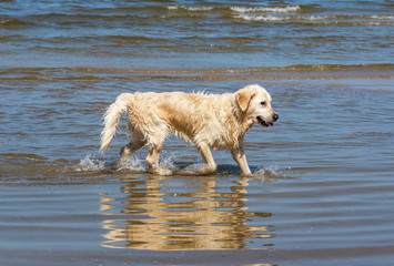 Champion Golden Retriever at the Beach on the Baltic Sea