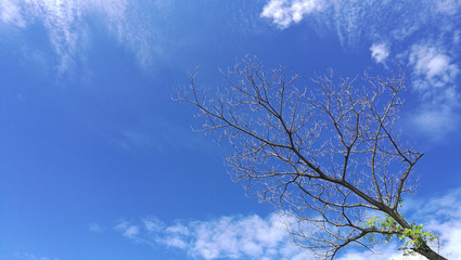 Blue sky with clouds and tree for background 