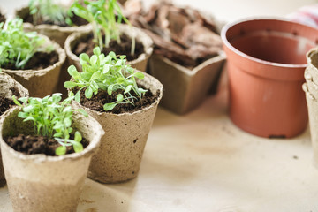 plant in seedling peat pot on a wooden table