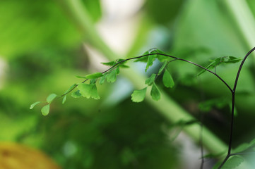 Beautifull green leaves of the best plants veiw for website background