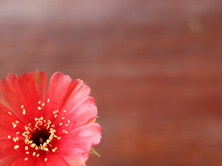 Part of red cactus on blur wooden background.
