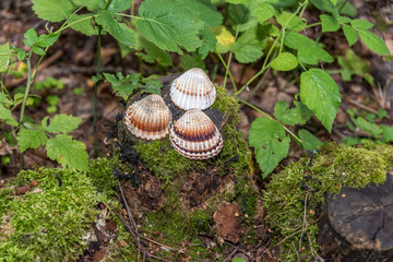 Three Shells on a Tree Stump with Moss in a Lush Forest