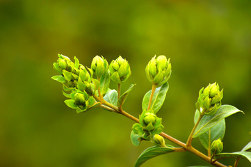 Close up of the green flower buds in early spring near Pune, Maharashtra, India.