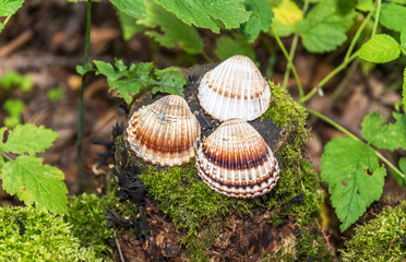 Three Shells on a Tree Stump with Moss in a Lush Forest