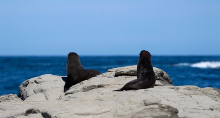 New Zealand fur seals looking out to sea, Kaikoura, New Zealand, Aotearoa