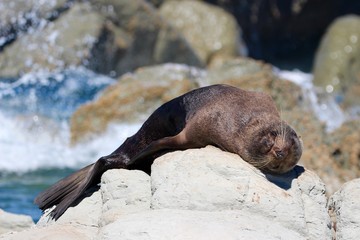 Obraz premium New Zealand fur seal female sleeping on rock, Kaikoura, New Zealand, Aotearoa