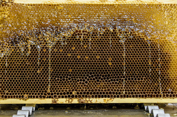 Glossy yellow golden honey comb sweet honeycomb drips flow during harvest background honeybee theme