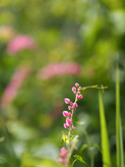 Pink flower Coral Vine, Mexican Creeper, Chain of Love Antigonon leptopus Hook and Arn name beautiful little bouquet blurred of nature background