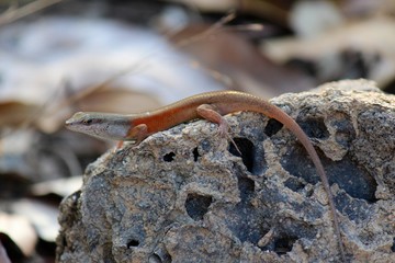 Skink (Carlia sp.), Iron Range National Park, North Queensland