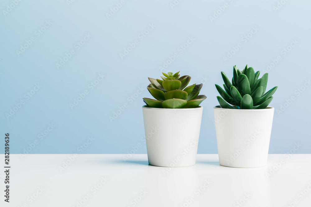 Poster Beautiful succulent on blue background.