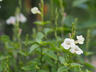 White Flower beautiful bouquet in garden blurred of nature background