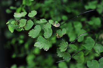 Beautifull green leaves of the best plants veiw for website background