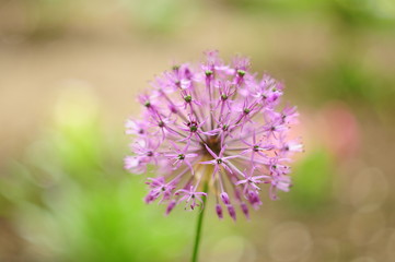 Flower ball with pink stamens, blurred background