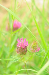 Pink clover flowers in the thickets of the field