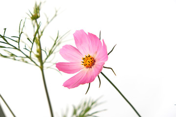 Cosmos flower