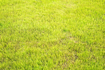 Beautiful fresh green grass, selective focus with a blurred background.