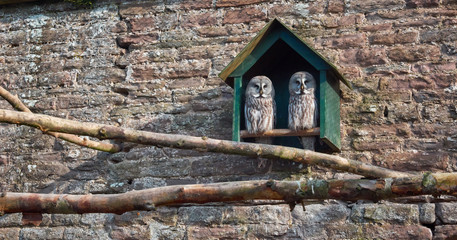 A Pair of Great Grey Owls in a Nesting Box at Camperdown Zoo in Dundee