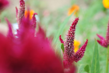 Celosia flowers with natural light on summer