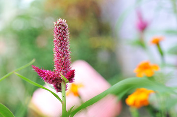 Celosia flowers with natural light on summer