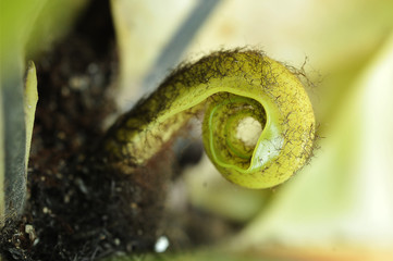 Close-up birds nest fern green in botanic garden with blurry background and soft sunlight.