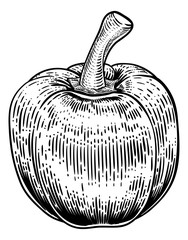 A sweet bell pepper food vegetable graphic. Original illustration in a vintage engraving woodcut etching style.