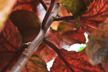Autumnal colors fall plant and leaves.
