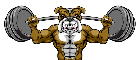 A bulldog dog animal body builder sports mascot weight lifting a barbell