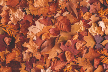 Autumn composition. Texture made of dried leaves. Autumn, fall, thanksgiving day concept. Flat lay, top view, copy space