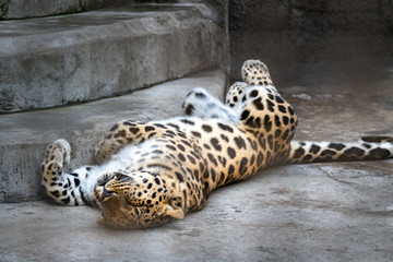 Sleeping leopard.