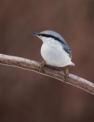 nuthatch