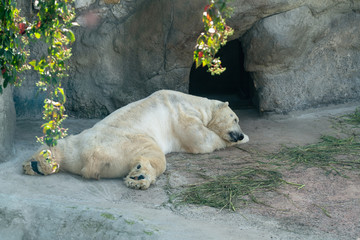 Naklejka na ściany i meble Polar bear in zoo.