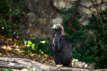 Vulture in zoo.