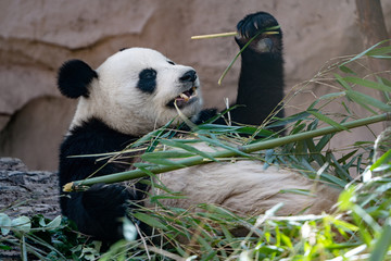 Giant panda eating bamboo.