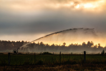 A Sprinkler in a Pasture watering crops on a Farm in Arcata, California