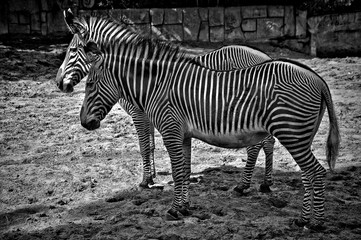 zebra in zoo