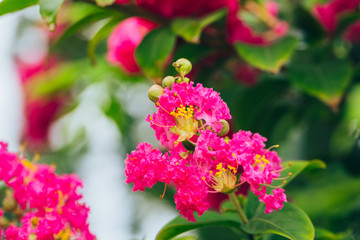 Obraz premium Outdoor blooming purple crape myrtle macro close-up，Lagerstroemia indica